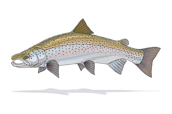 Atlantic Salmon Prints - Casey Underwood i gruppen Andet / Gaver & Gaveguider hos Sportfiskeprylar.se (CPU_SalmonSmallr)