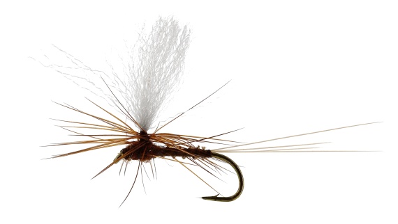 Marginata Dun Biot Brown TMC100 i gruppen Madding / Fluer / Tørfluer hos Sportfiskeprylar.se (FL32130r)