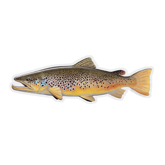 RepYourWater Sticker - Brown Trout i gruppen Andet / Klistermærker og overføringsbilleder hos Sportfiskeprylar.se (NFD9717)