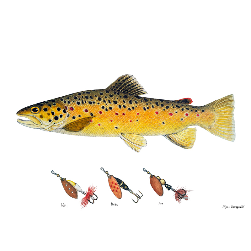 Myran Framed Brown Trout Poster i gruppen hos Sportfiskeprylar.se (NFS50-1)