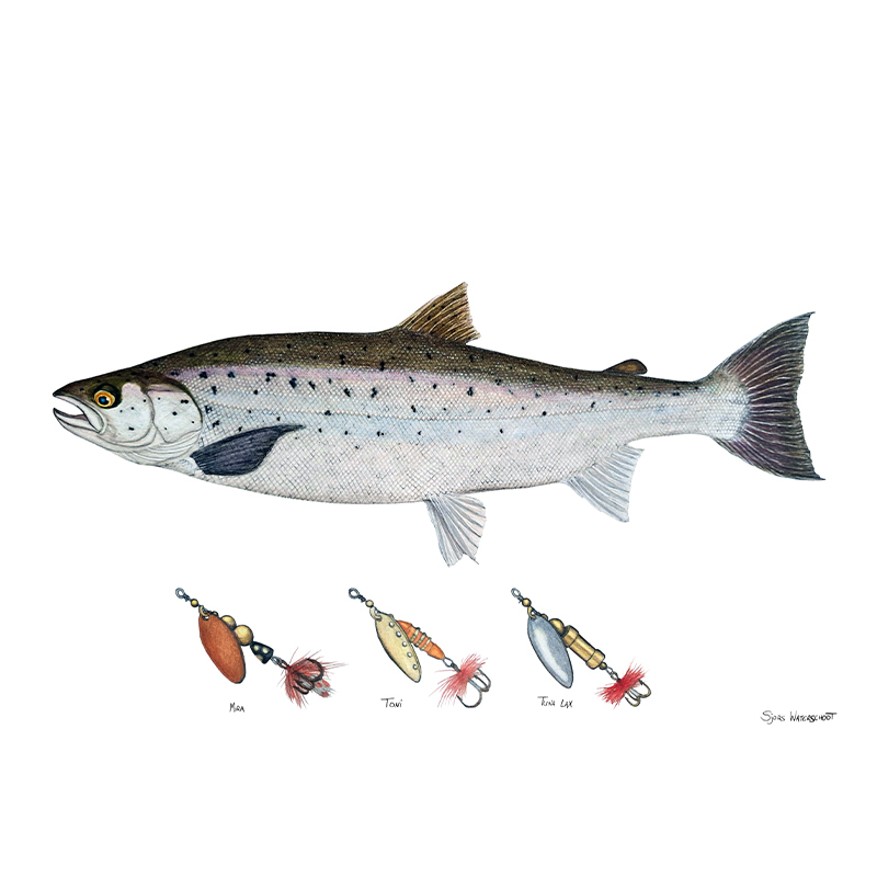 Myran Framed Salmon Poster i gruppen hos Sportfiskeprylar.se (NFS50-2)