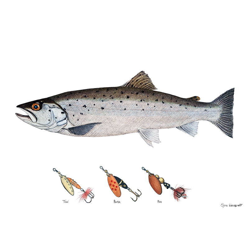 Myran Framed Sea Trout Poster i gruppen hos Sportfiskeprylar.se (NFS50-3)