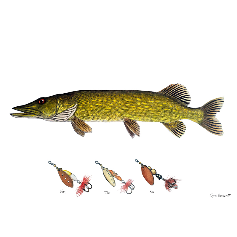 Myran Framed Pike Poster i gruppen hos Sportfiskeprylar.se (NFS50-4)