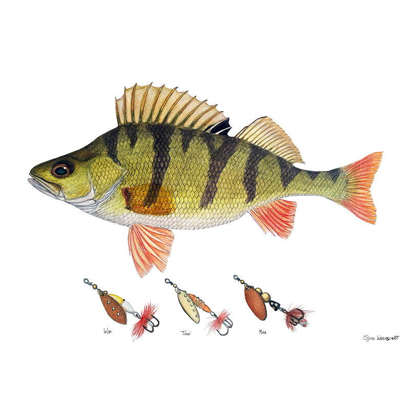 Myran Framed Perch Poster i gruppen hos Sportfiskeprylar.se (NFS50-5)