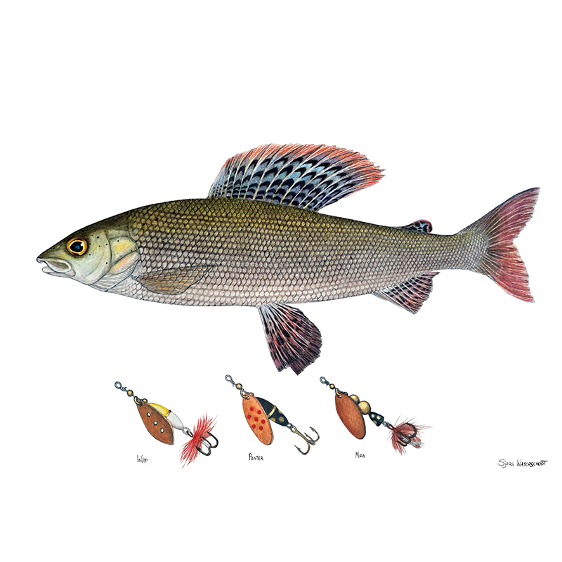 Myran Framed Grayling Poster i gruppen hos Sportfiskeprylar.se (NFS50-6)