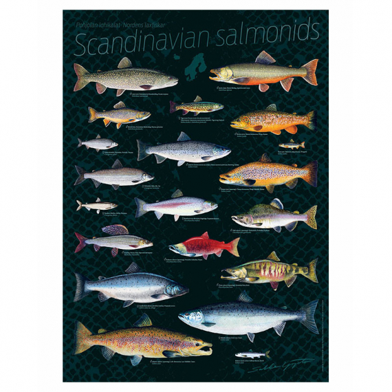 Poster Scandinavian Salmonids 50x70cm i gruppen Andet / Klistermærker og overføringsbilleder hos Sportfiskeprylar.se (VD-1004)