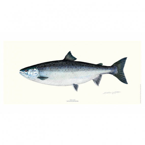 Poster Salmon 23x50cm i gruppen Andet / Klistermærker og overføringsbilleder hos Sportfiskeprylar.se (VD-1113)