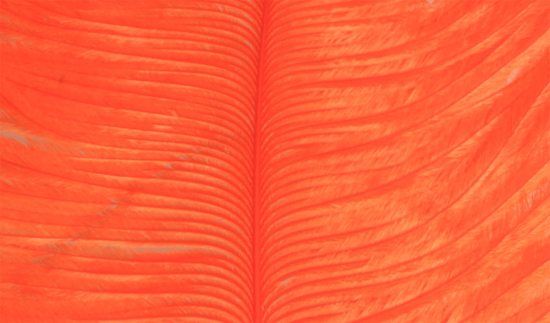 Struts plym - Orange i gruppen Kroge og endegrej / Fluebinding / Fluebindingsmateriale / Fjer og nakker / Andre typer fjer hos Sportfiskeprylar.se (W-OP012)