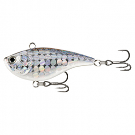 Disco Shad