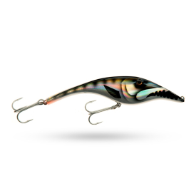 Barracuda