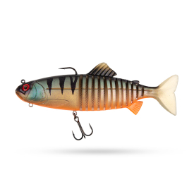 Orange Belly Perch UV