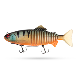 Orange Belly Perch UV