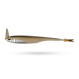 Gold Shiner