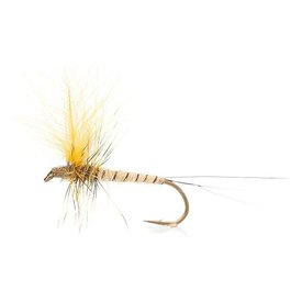 Danica Light - Daiichi 2220 #10