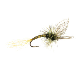 Umpqua Maldos PMD Emerger Maldonado