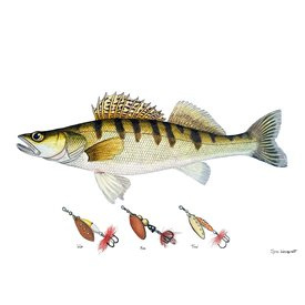Myran Framed Zander Poster