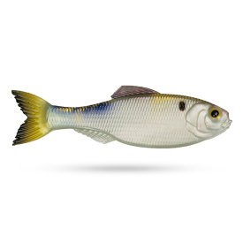 6th Sense Panorama, 2'' - 4K Shad