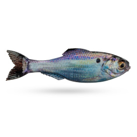6th Sense Panorama, 3,5'' - Live Gizzard Shad