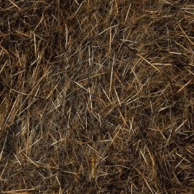 Wapsi Natural Fur - Fox Squirrel